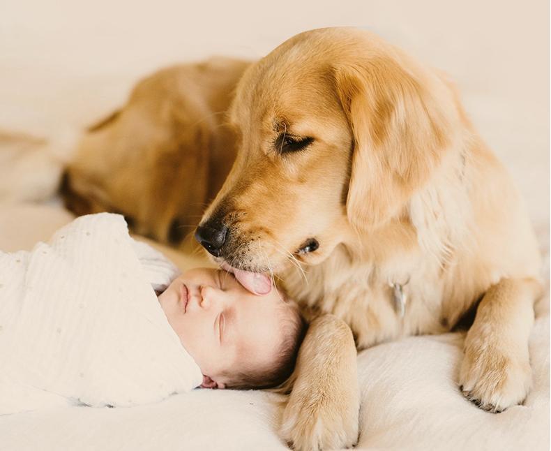 AmoPetric Galbanum Anti-bacteria and Mite-removing Spray for Pets