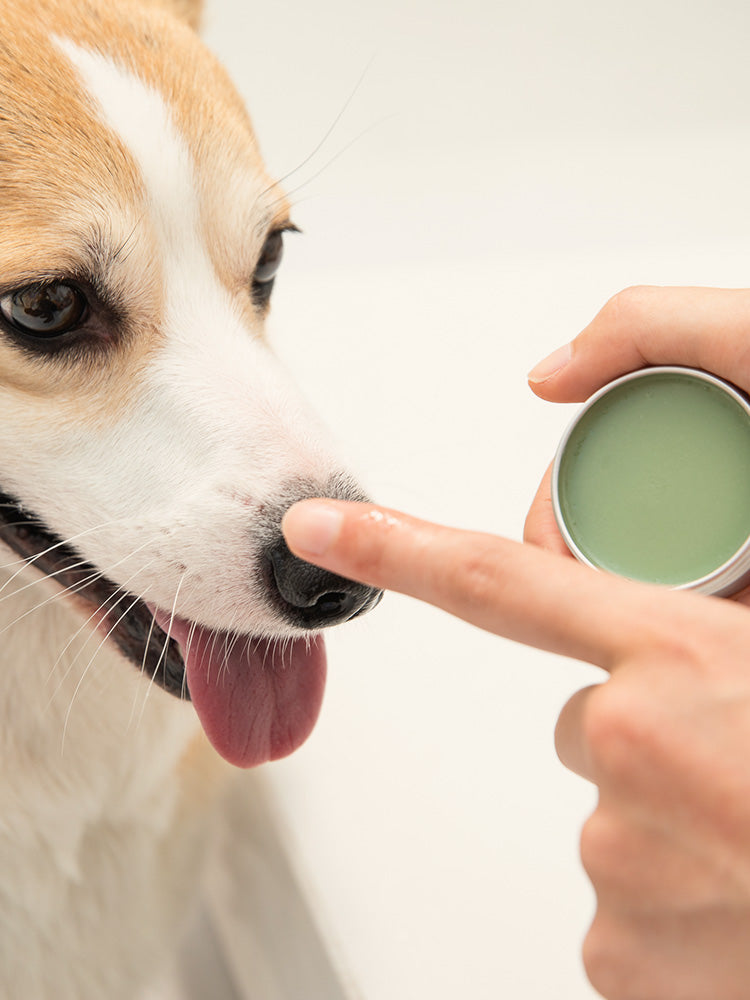 AmoPetric Avocado Snout Soother for pets